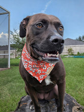 Load image into Gallery viewer, Life of a Show Dog